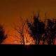 sunset @ billabong in the Kakadu National Park