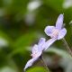 Anemone epatica (Hepatica Nobilis) #2