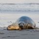 Gray seal: mother and pup #2