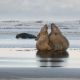 Gray seals: a new couple