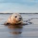 Gray Seals: pup