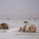 Gray seals: snowing on mother and pup