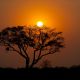 Chobe National Park: evening